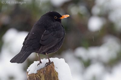 Turdus Merula / Merel / Common Blackbird