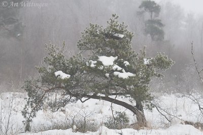 Sneeuw en Mist / Snow and Fog