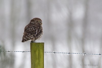 Athene noctua / Steenuil / Little owl