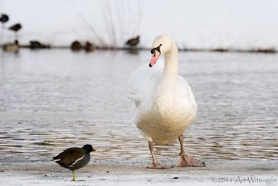 Cygnus Olor / Knobbelzwaan / Mute Swan