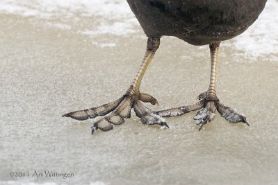 Fulica Atra / Meerkoet / Eurasian Coot