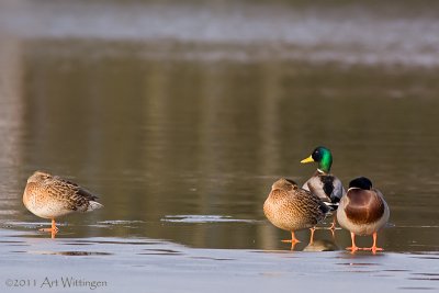 Anas Platyrhynchos / Wilde Eend / Mallard