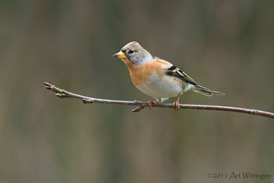 Fringilla Montifringilla / Keep / Brambling