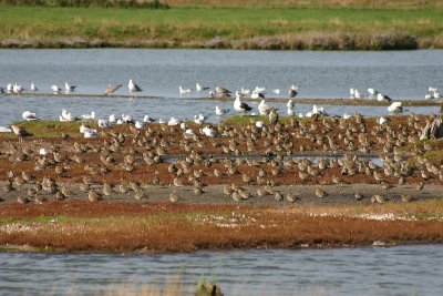 Pluvialis apricaria / Goudplevier / Golden Plover