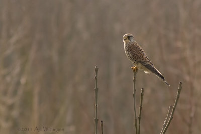 Falco Tinnunculus / Torenvalk / Kestrel