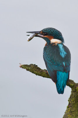 Alcedo atthis / IJsvogel / Kingfisher