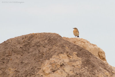 Oenanthe oenanthe / Tapuit / Northern Wheatear