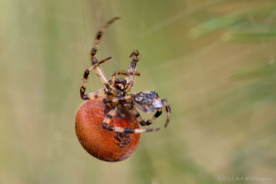Araneus quadratus / Viervlekwielwebspin / Four-spot-orb-weaver