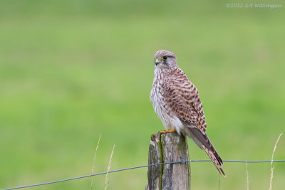 Falco Tinnunculus / Torenvalk / Kestrel