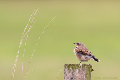 Oenanthe oenanthe / Tapuit / Northern Wheatear