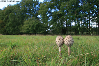 Macrolepiota procera / Grote Parasolzwam / Parasol