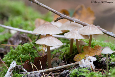 Mycena galericulata / Helmmycena / common bonnet