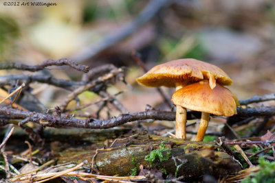 Gymnopilus penetrans / Dennenvlamhoed / Gymnopilus