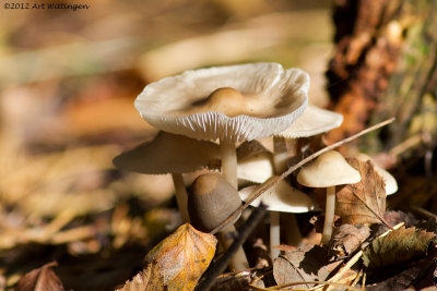 Mycena galericulata / Helmmycena / common bonnet