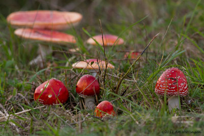 Amanita Muscaria / Vliegenzwam / Fly Agaric