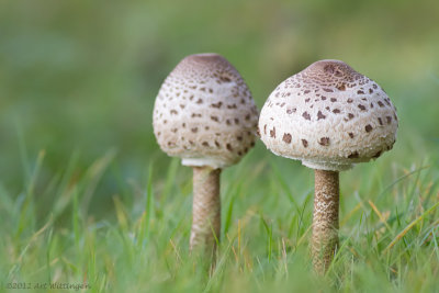 Macrolepiota procera / Grote Parasolzwam / Parasol