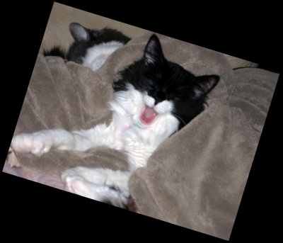 This jewelry making business is boring. Time for a nap!