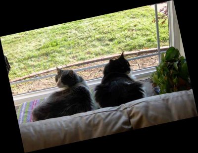 While she's making jewelry, we'll escape, catch some birds...rumble with the neighborhood cats...and be back before dark!