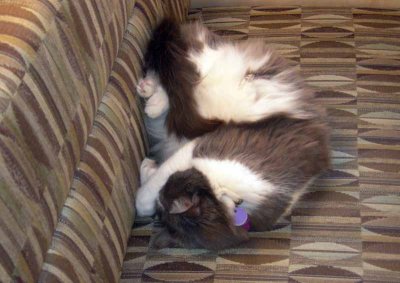 Dare you wake me, suffer the consequences!