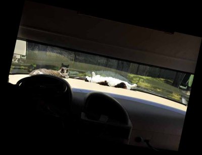 Ah! Life on the road....Nothing sweeter than sunning ourselves on the dash in our motorhome!