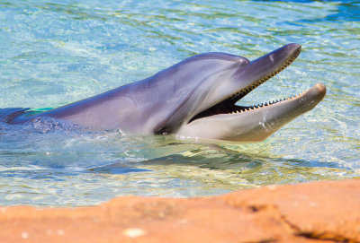 SEA WORLD  Gold Coast Australia