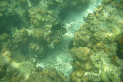g1/56/110156/3/93356235.vQz86TOf.jpg