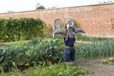 protecting the vegetables in the walled garden