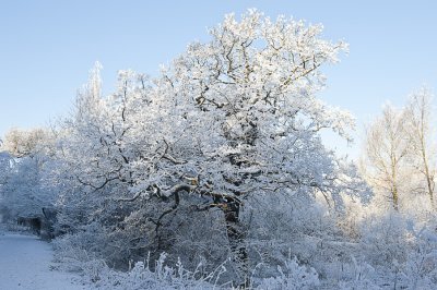 winter 2010 - hawe frost