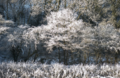 winter 2010 - hawe frost