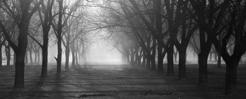 Pecan orchard in dust storm