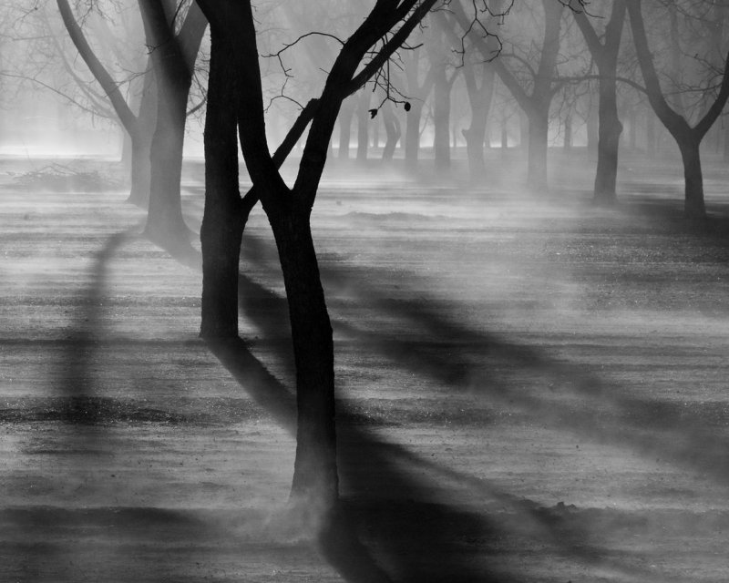 Pecan orchard in dust storm