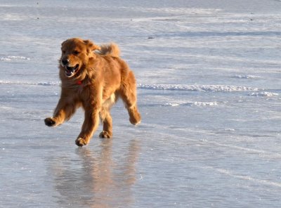 Hockey Hounds #2 -- a break-away by Charlie as he heads for the shore with the puck