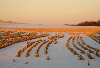 Maize stover in  fallow winter field