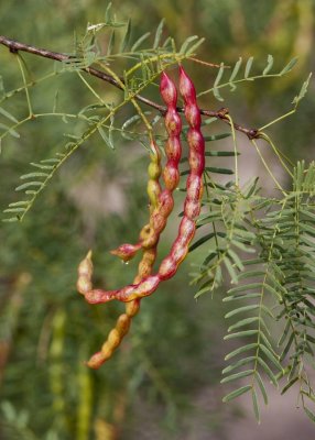 Mesquite tree -- pods were eaten by Native American inhabitants of valley