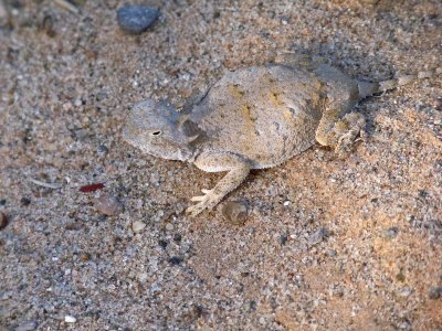 Camouflage - Horned Lizard