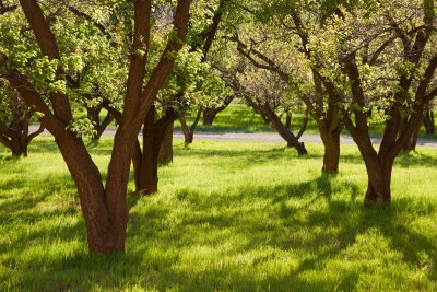 Fruit orchard in Fruita Historic District near campground