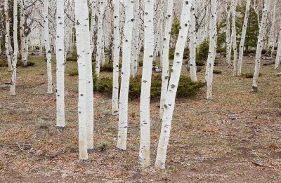 Aspen forest -- along Fremont River near Fish Lake, northwest of Capitol Reef