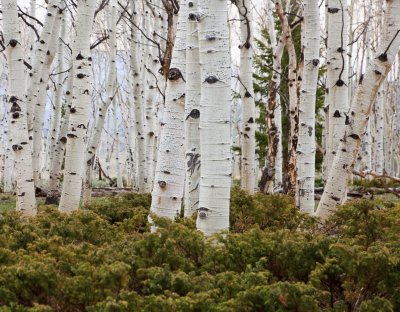 Aspen forest -- along Fremont River near Fish Lake, northwest of Capitol Reef