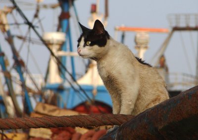 A paradise for cats -- the town's fishing wharf