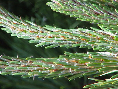 New Growth Pine