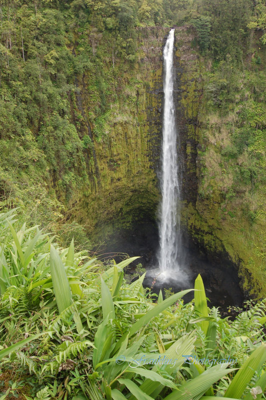 Hawaii5vcs0033.jpg