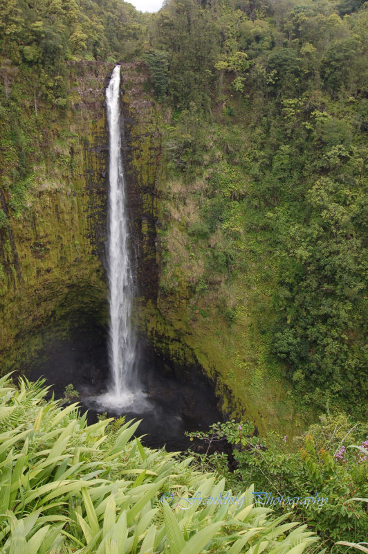 Hawaii5vcs0036.jpg