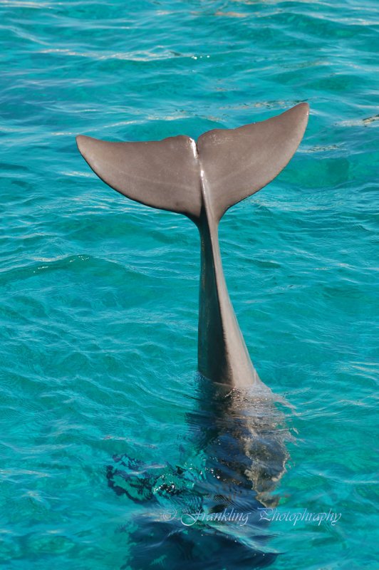 Hawaii1vcs0007.jpg
