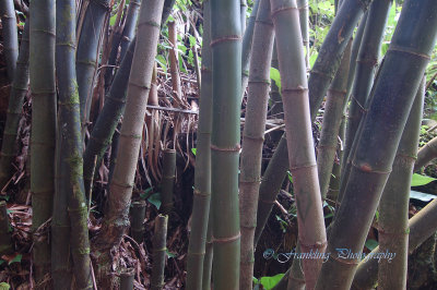 Hawaii5hcs0023.jpg
