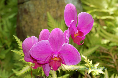 Hawaii5hcs0034.jpg