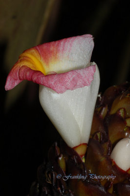 Hawaii5vcs0011.jpg