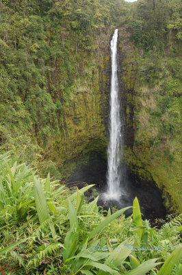 Hawaii5vcs0034.jpg