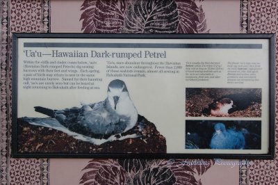 Hawaii2hcs0047.jpg