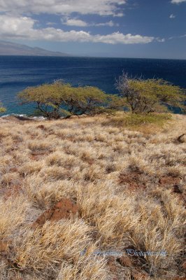 Hawaii2hcs0001.jpg
