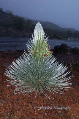 Hawaii2hcs0008.jpg